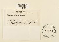 Sphagnum subsecundum image