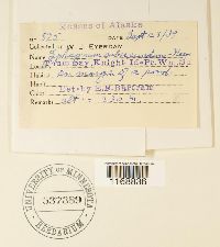 Sphagnum subsecundum image