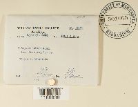 Sphagnum subsecundum image