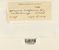 Sphagnum wulfianum image