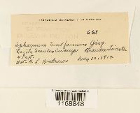 Sphagnum wulfianum image