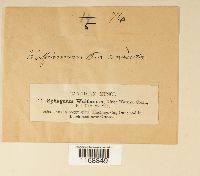 Sphagnum wulfianum image