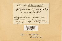 Sphagnum capillifolium image