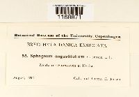 Sphagnum angustifolium image