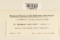 Sphagnum fallax image