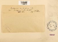 Sphagnum compactum image