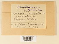 Sphagnum compactum image