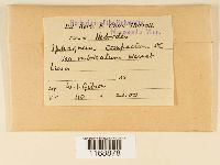 Sphagnum compactum image