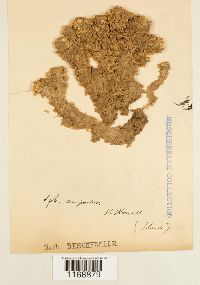 Sphagnum compactum image