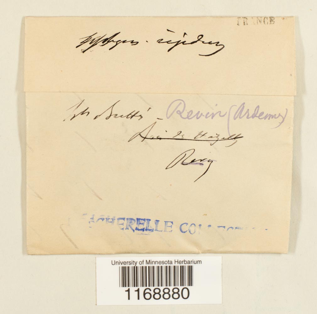 Sphagnum compactum image