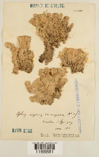 Sphagnum compactum image