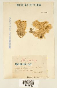 Sphagnum compactum image