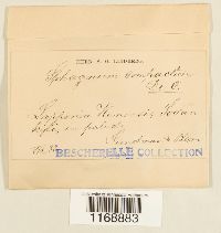 Sphagnum compactum image