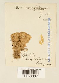 Sphagnum compactum image