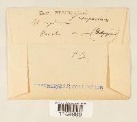 Sphagnum compactum image