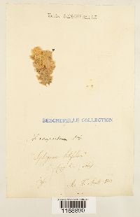 Sphagnum compactum image