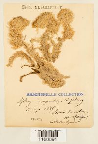 Sphagnum compactum image