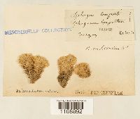 Sphagnum compactum image