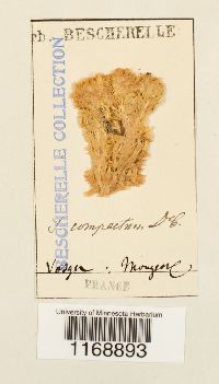 Sphagnum compactum image