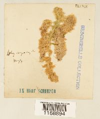 Sphagnum compactum image