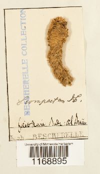 Sphagnum compactum image