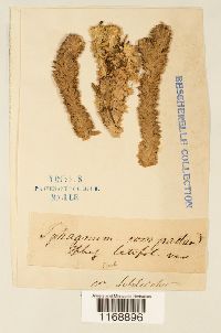 Sphagnum compactum image