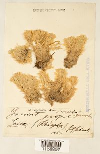 Sphagnum compactum image