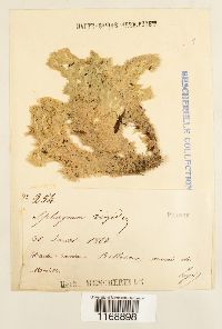 Sphagnum compactum image