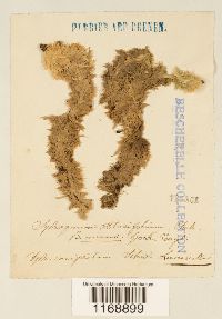 Sphagnum compactum image