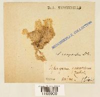 Sphagnum compactum image