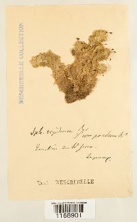 Sphagnum compactum image