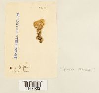 Sphagnum compactum image