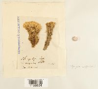 Sphagnum compactum image