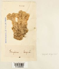 Sphagnum compactum image