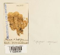 Sphagnum compactum image