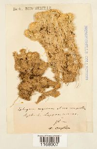 Sphagnum compactum image