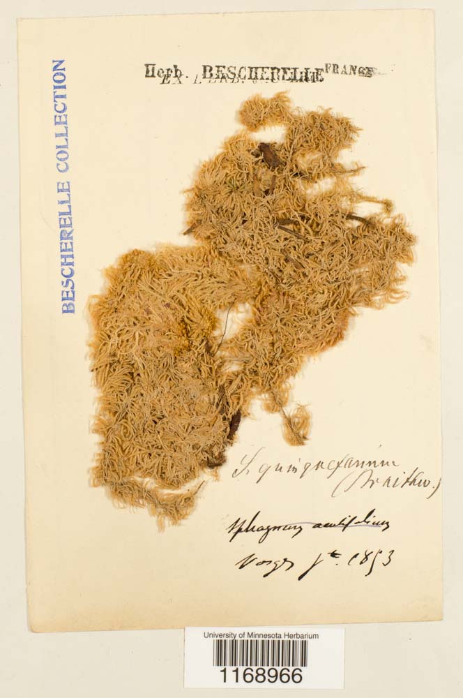 Sphagnum quinquefarium image