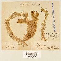 Sphagnum quinquefarium image