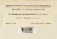 Sphagnum quinquefarium image