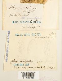 Sphagnum quinquefarium image