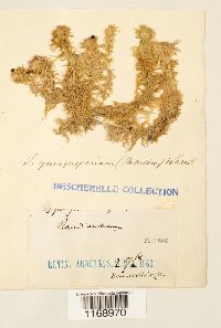 Sphagnum quinquefarium image