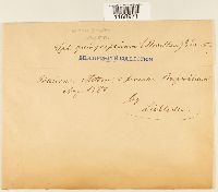 Sphagnum quinquefarium image