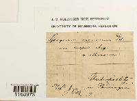 Sphagnum recurvum image