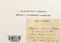 Sphagnum fallax image