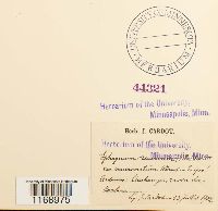 Sphagnum fallax image