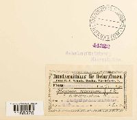 Sphagnum fallax image