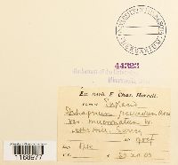 Sphagnum fallax image