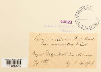 Sphagnum fallax image