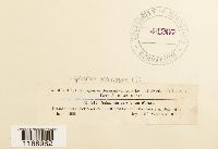 Sphagnum recurvum image