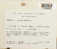 Sphagnum riparium image